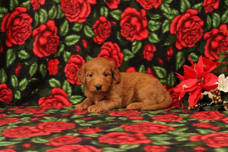 puppy, for, sale, Mini Goldendoodle F1, Matthew B. Stoltzfus, dog, breeder, Gap, PA, dog-breeder, puppy-for-sale, forsale, nearby, find, puppyfind, locator, puppylocator, aca